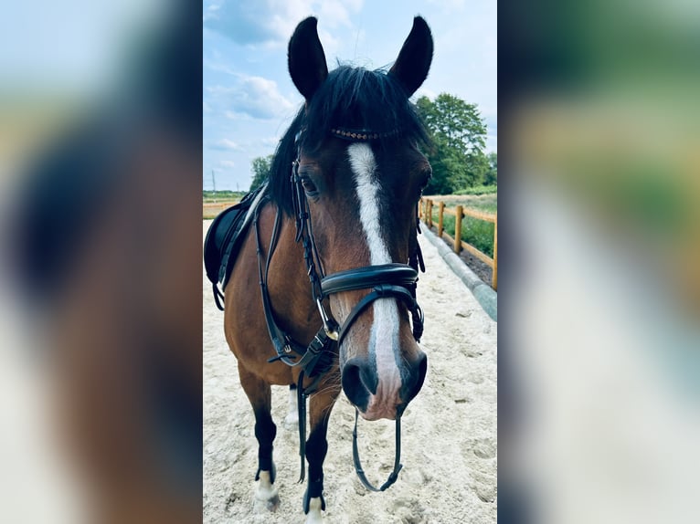 German Riding Pony Gelding 17 years 14,1 hh Brown in Diepholz