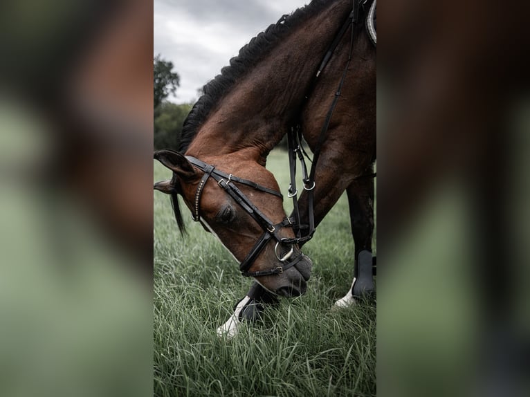 German Riding Pony Gelding 17 years 14,1 hh Brown in Diepholz