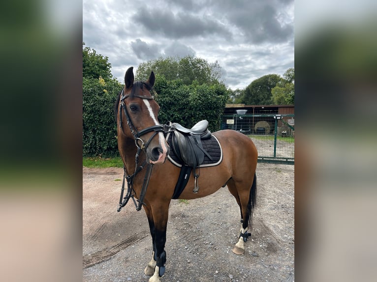 German Riding Pony Gelding 17 years 14,1 hh Brown in Diepholz