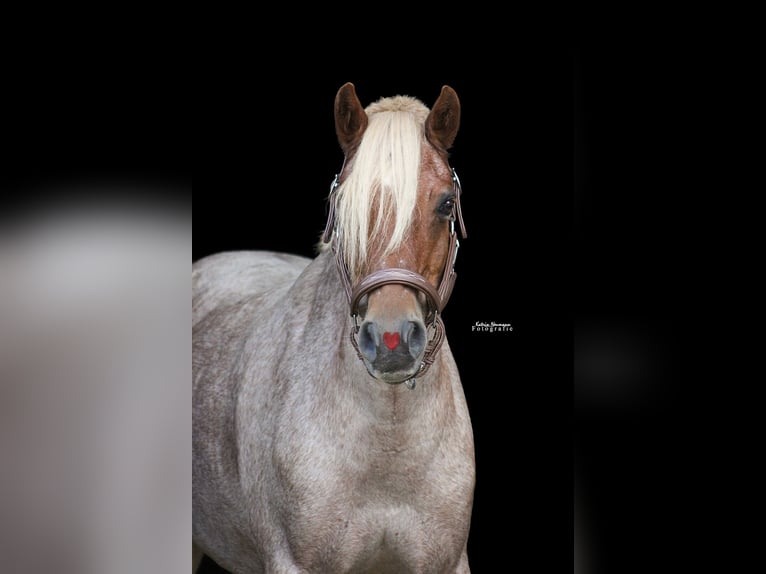 German Riding Pony Gelding 17 years 14,1 hh Grey-Red-Tan in Leipzig