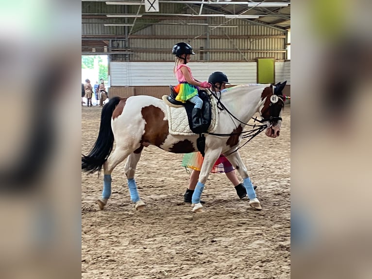 German Riding Pony Mix Gelding 17 years 14,1 hh Pinto in Neustadt (Hessen) German Riding Pony Mix Gelding 17 years 14,1 hh Pinto in Neustadt (Hessen)