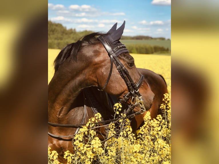 German Riding Pony Gelding 17 years 14,2 hh Bay-Dark in Gammelsdorf