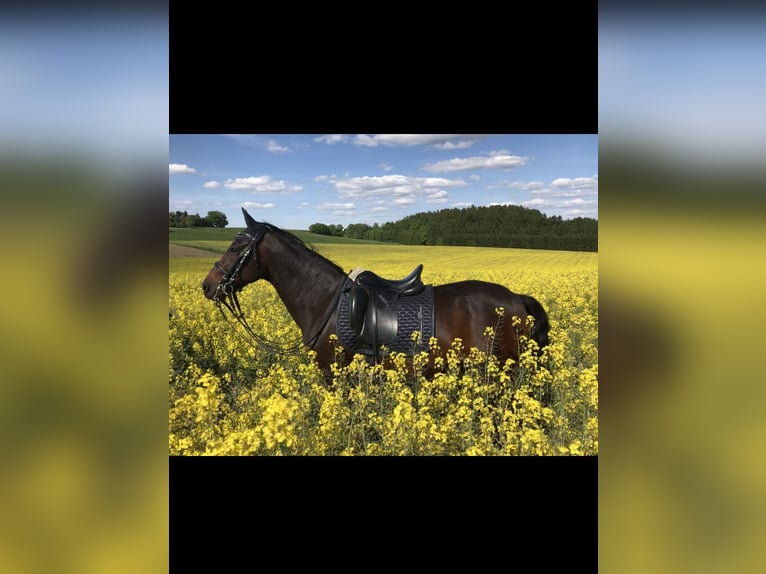 German Riding Pony Gelding 17 years 14,2 hh Bay-Dark in Gammelsdorf