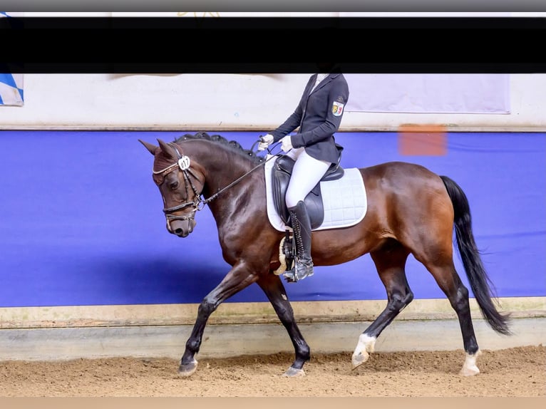 German Riding Pony Gelding 17 years 14,2 hh Bay-Dark in Gammelsdorf
