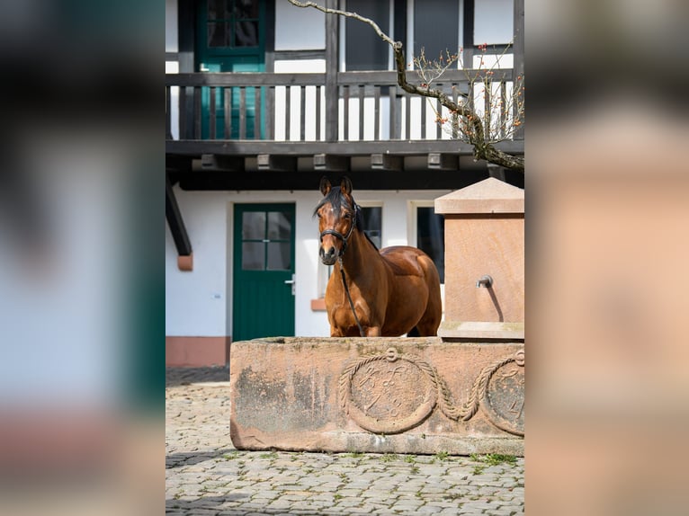 German Riding Pony Gelding 17 years 14,2 hh Brown in NeuensteinStolzeneck