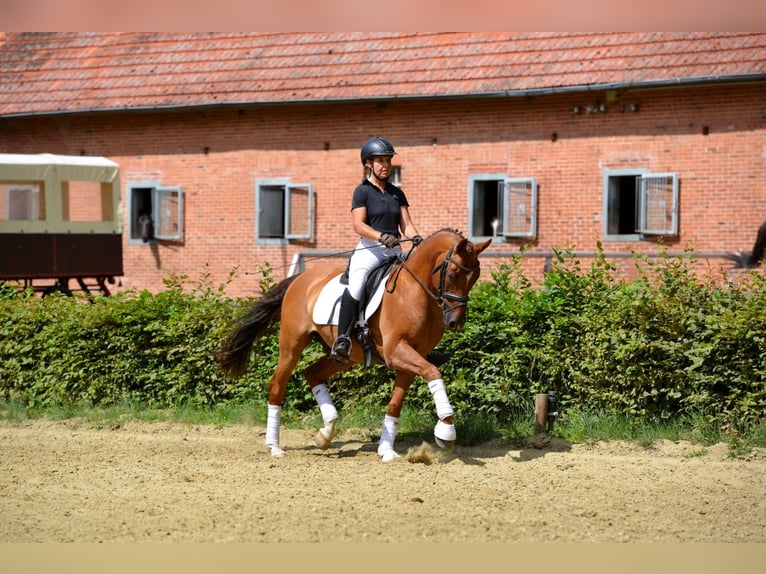 German Riding Pony Gelding 17 years 14,3 hh Chestnut-Red in Steinhagen