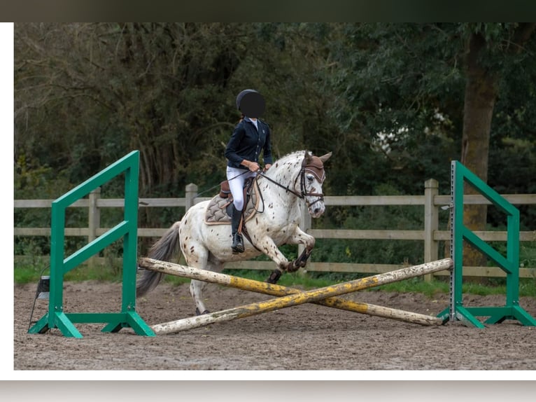 German Riding Pony Mix Gelding 18 years 12,1 hh Leopard-Piebald in Londerzeel