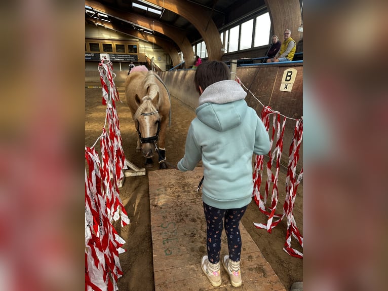 German Riding Pony Gelding 18 years 13 hh Palomino in Oberursel