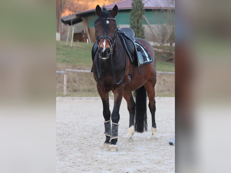 German Riding Pony Gelding 18 years 14,2 hh Brown in Talheim