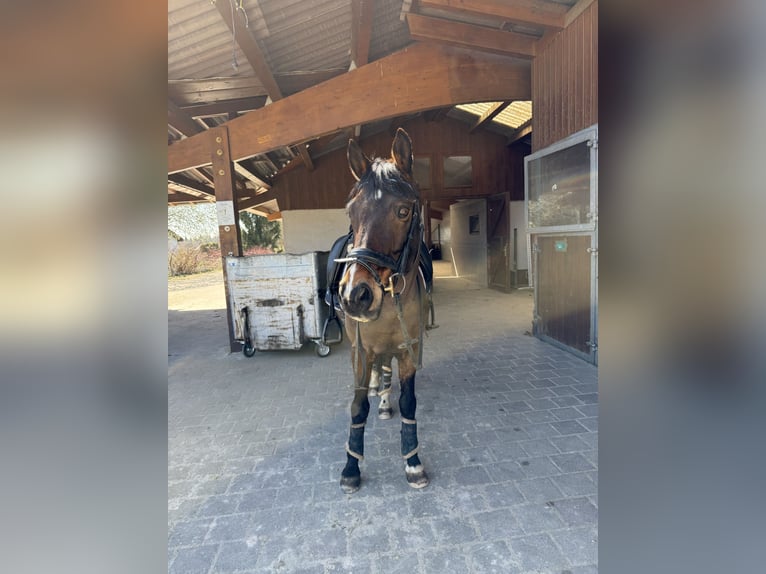 German Riding Pony Gelding 18 years 14,2 hh Brown in Villingen-Schwenningen