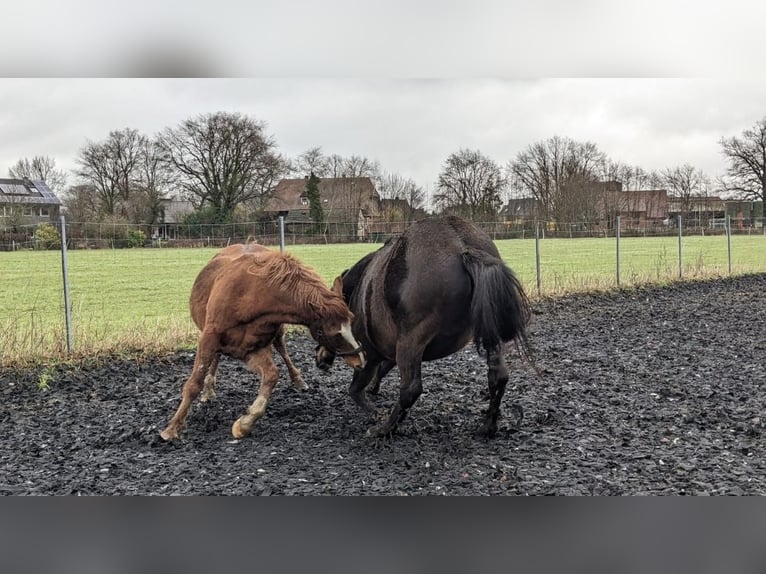 German Riding Pony Gelding 18 years 14,2 hh Chestnut-Red in Coesfeld