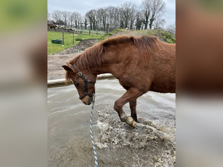 German Riding Pony Gelding 18 years 14,2 hh Chestnut-Red in Coesfeld