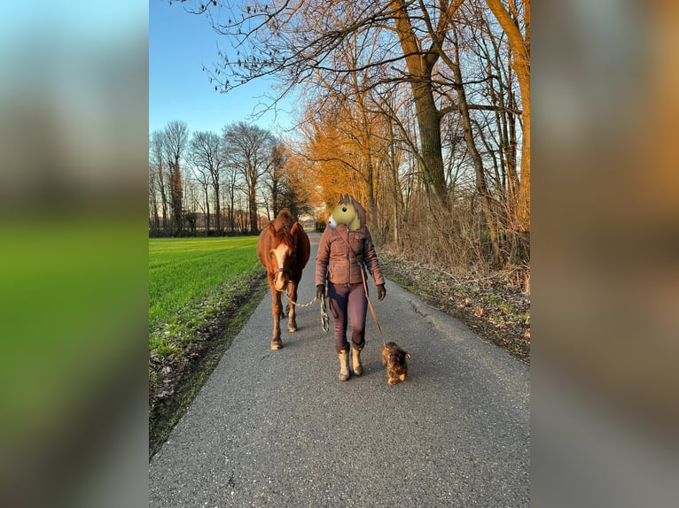 German Riding Pony Gelding 18 years 14,2 hh Chestnut-Red in Coesfeld