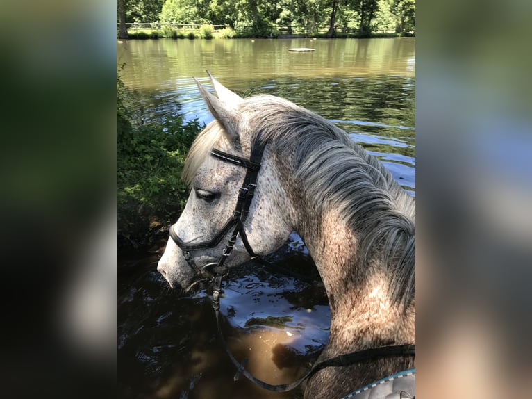 German Riding Pony Mix Gelding 18 years 14.3 hh Grey-Fleabitten in Visselhövede