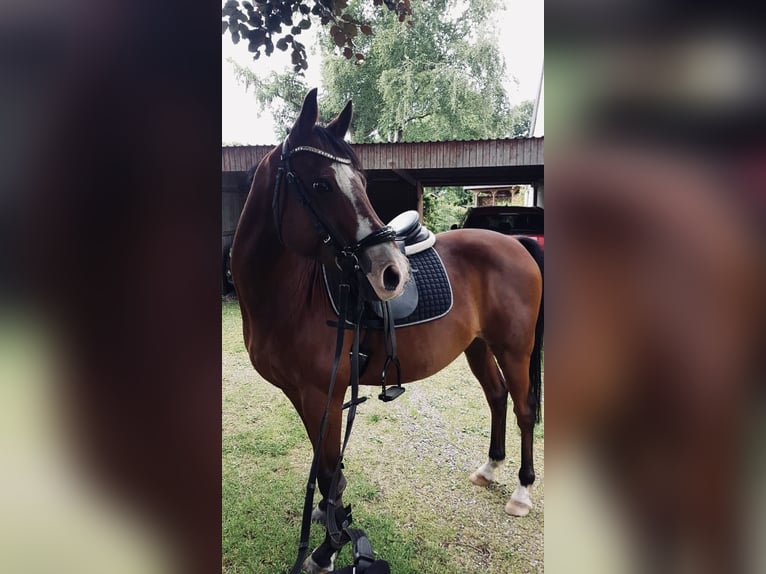 German Riding Pony Gelding 18 years 14 hh Bay-Dark in Wedel