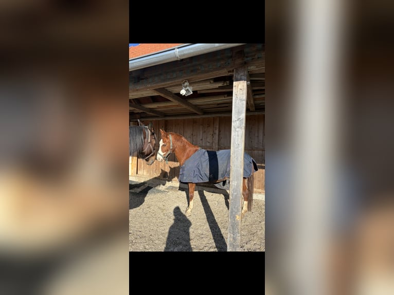 German Riding Pony Mix Gelding 18 years 14,2 hh Chestnut-Red in St.Marienkirchen bei Schärding