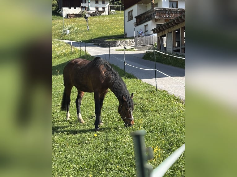 German Riding Pony Gelding 18 years 15,1 hh Smoky-Black in Steeg