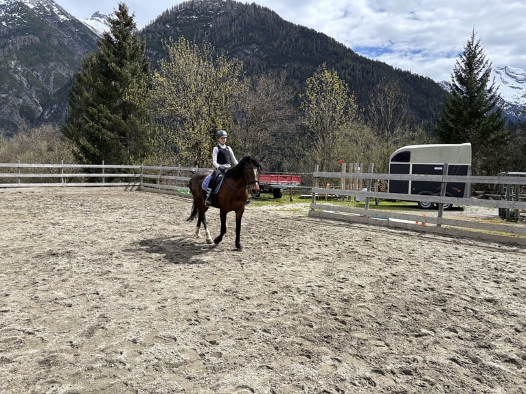 German Riding Pony Gelding 18 years 15,1 hh Smoky-Black in Steeg