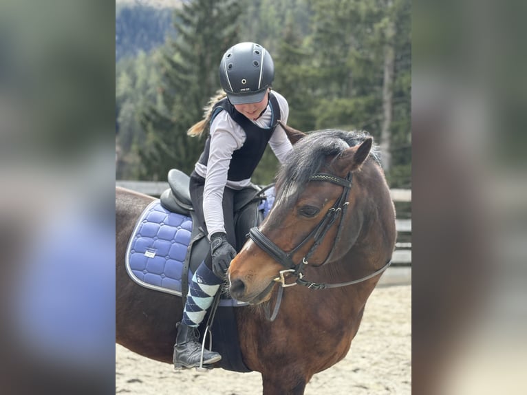 German Riding Pony Gelding 18 years 15,1 hh Smoky-Black in Steeg