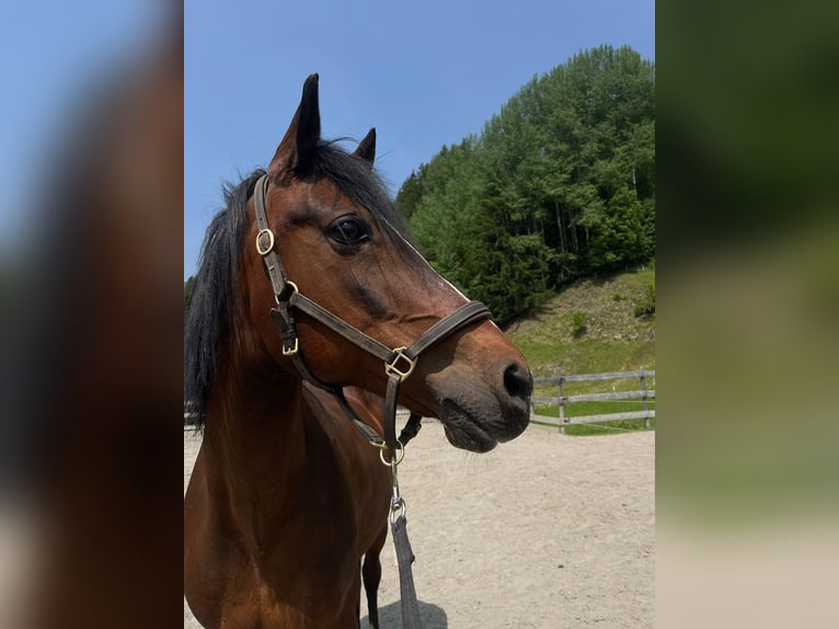 German Riding Pony Gelding 18 years 15,1 hh Smoky-Black in Steeg