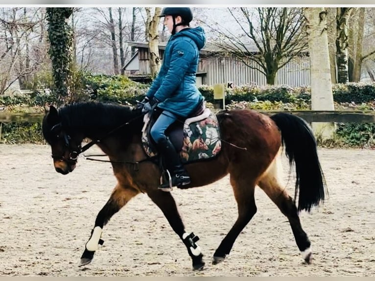 German Riding Pony Gelding 19 years 12,3 hh Chestnut in Sottrum