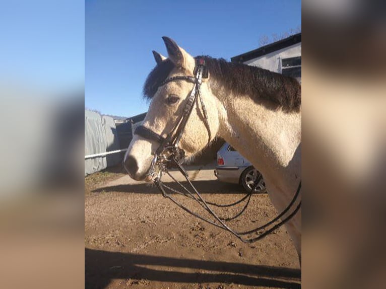 German Riding Pony Gelding 19 years 14.1 hh Dun in Bechtheim