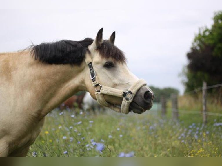 German Riding Pony Gelding 19 years 14.1 hh Dun in Bechtheim