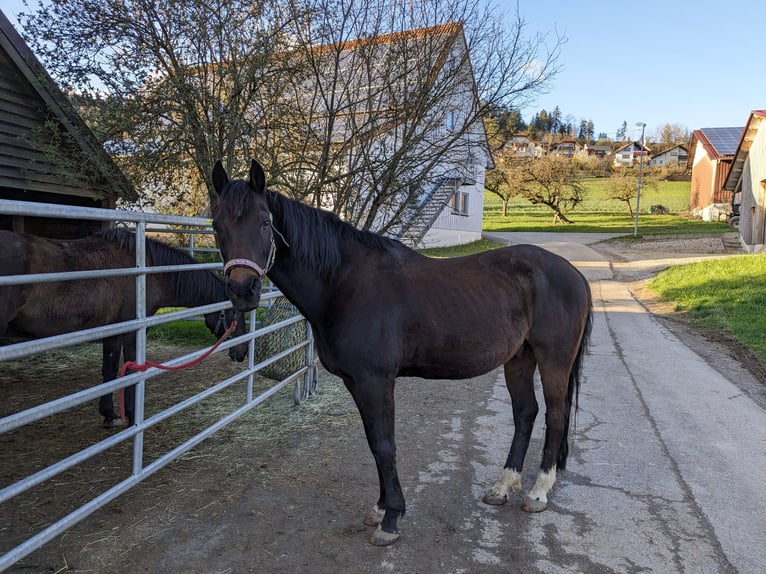 German Riding Pony Gelding 19 years 14,2 hh Bay-Dark in Glatten