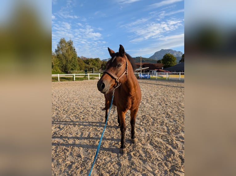 German Riding Pony Gelding 19 years 14.2 hh Brown in Gschwandt