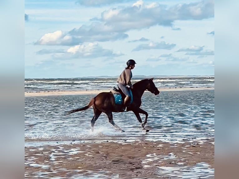 German Riding Pony Gelding 19 years 14,1 hh Chestnut in Bottrop