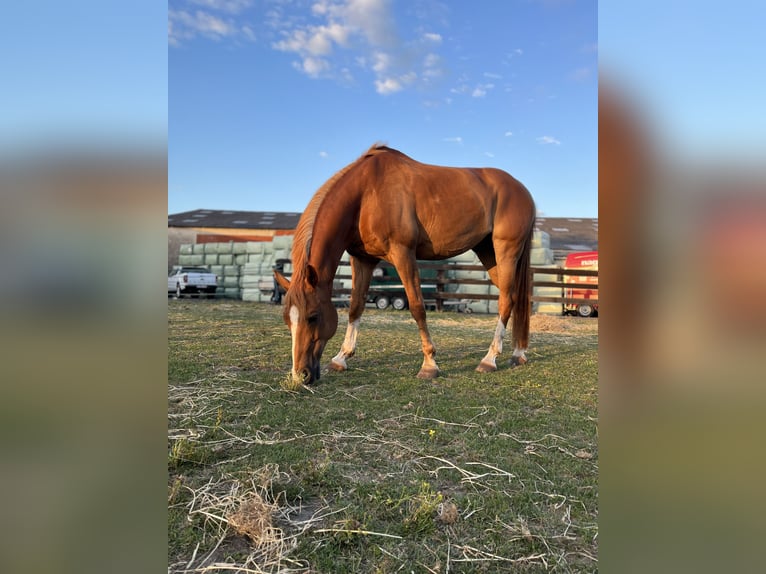 German Riding Pony Gelding 19 years 14,2 hh Chestnut-Red in RadevormwaldRadevormwald