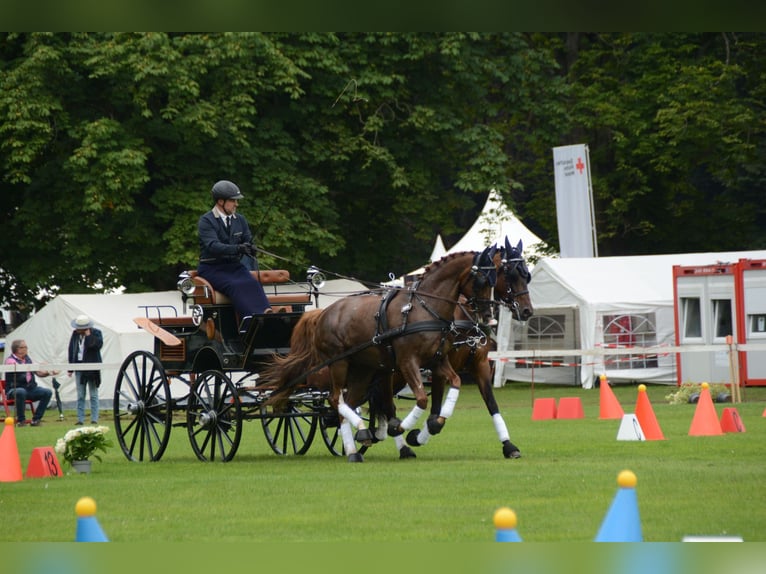 German Riding Pony Gelding 19 years 15 hh Chestnut-Red in Tønder