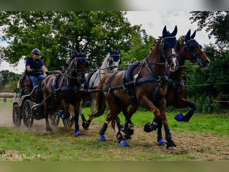 German Riding Pony Gelding 19 years 15 hh Chestnut-Red in Tønder