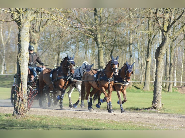 German Riding Pony Gelding 19 years 15 hh Chestnut-Red in Tønder