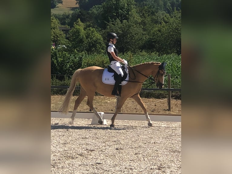 German Riding Pony Gelding 19 years 15 hh Palomino in Dürnau