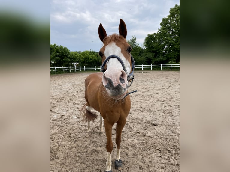 German Riding Pony Gelding 19 years 15,1 hh Chestnut-Red in Lemgo
