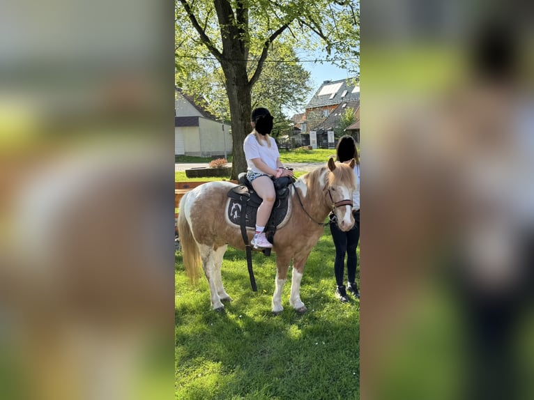 German Riding Pony Gelding 19 years Grey-Red-Tan in Kaltohmfeld