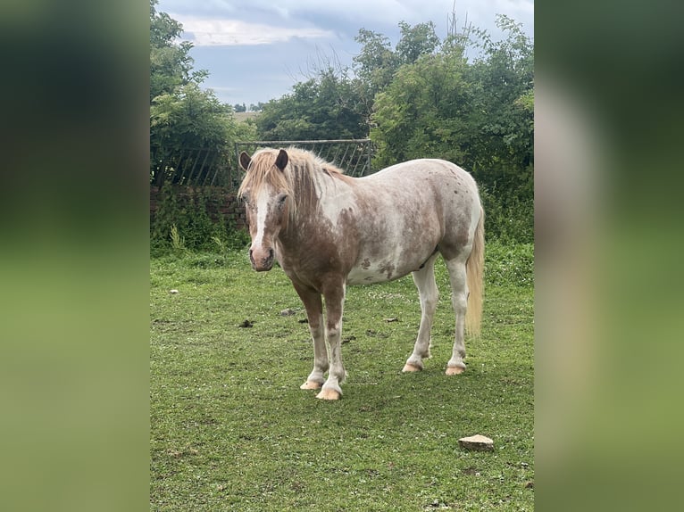 German Riding Pony Gelding 19 years Grey-Red-Tan in Kaltohmfeld