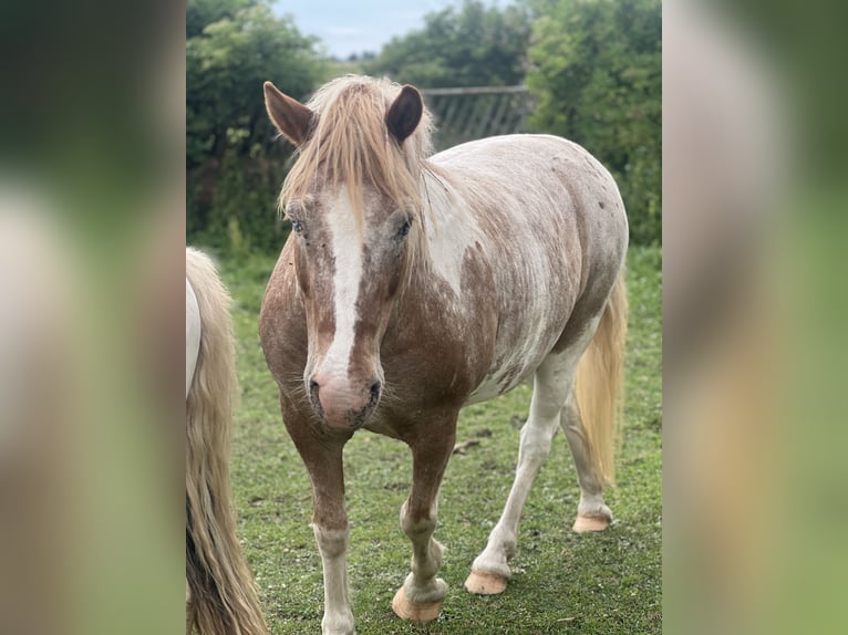German Riding Pony Gelding 19 years Grey-Red-Tan in Kaltohmfeld