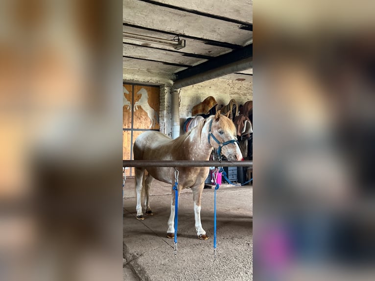 German Riding Pony Gelding 19 years Grey-Red-Tan in Kaltohmfeld