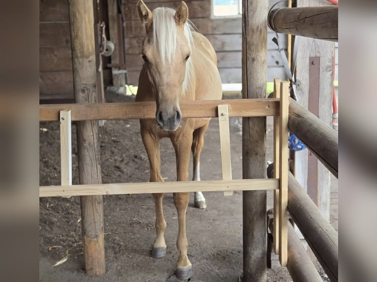 German Riding Pony Gelding 1 year 12,3 hh Palomino in Ahlen
