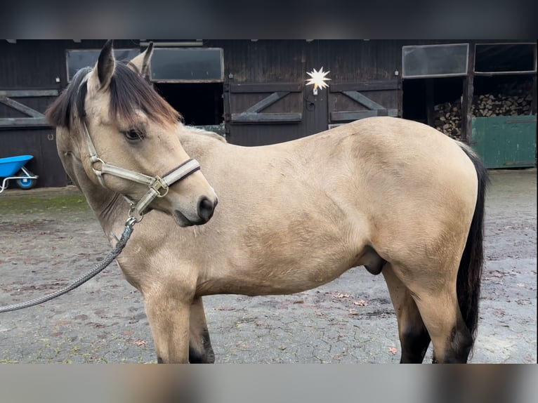 German Riding Pony Gelding 1 year 13,2 hh Buckskin in Osten