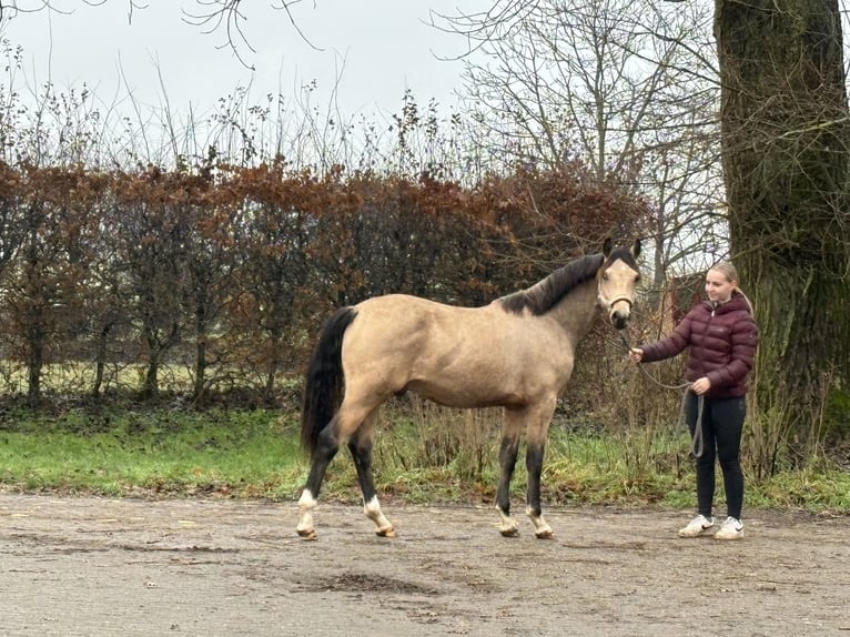 German Riding Pony Gelding 1 year 13,2 hh Buckskin in Osten