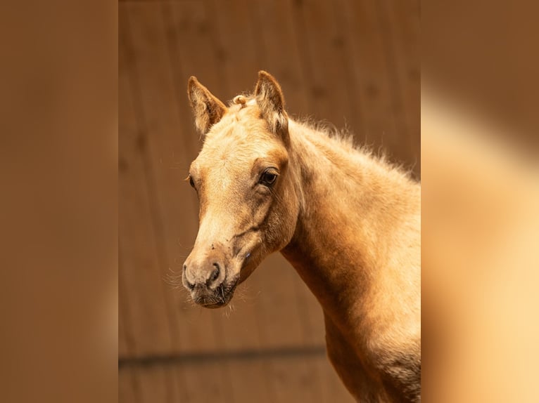 German Riding Pony Gelding 1 year 13,2 hh Palomino in Mixdorf