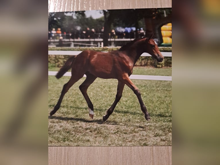 German Riding Pony Gelding 1 year 13,2 hh Brown in Bersteland Freiwalde