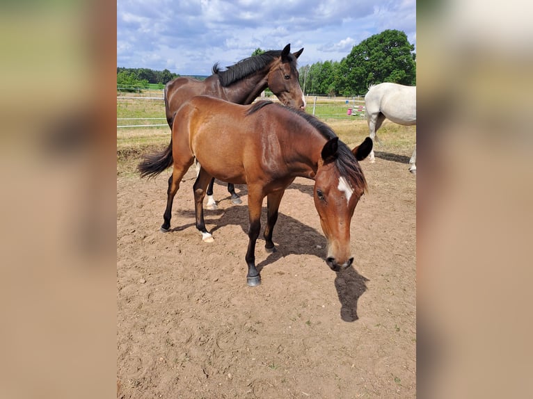 German Riding Pony Gelding 1 year 13,2 hh Brown in Bersteland Freiwalde