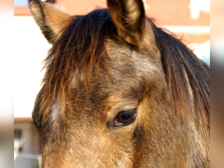 German Riding Pony Gelding 1 year 14,2 hh Dun in Velpke