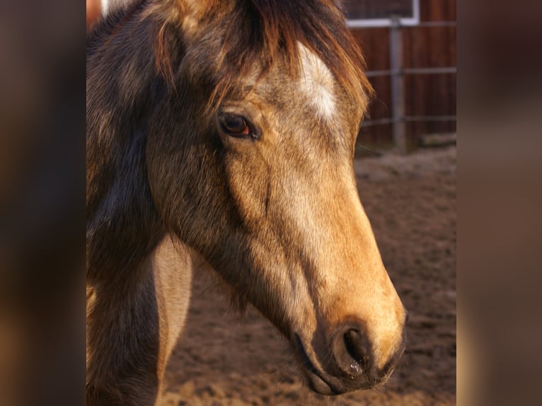 German Riding Pony Gelding 1 year 14,2 hh Dun in Velpke