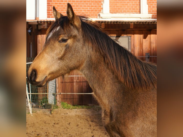 German Riding Pony Gelding 1 year 14,2 hh Dun in Velpke