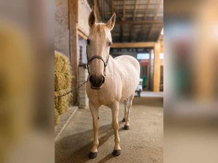 German Riding Pony Mix Gelding 1 year 14.3 hh Chestnut in Papenburg